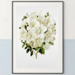 Azalea madame jean wolkoff