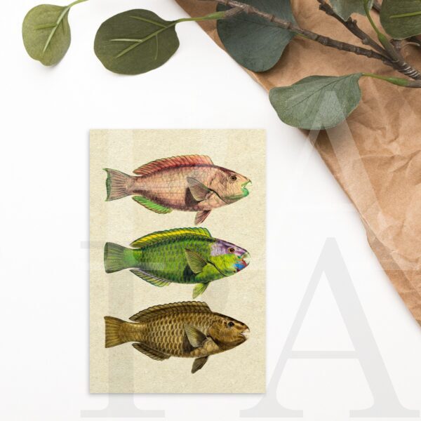 Colorful Vintage Parrotfish - Image 5