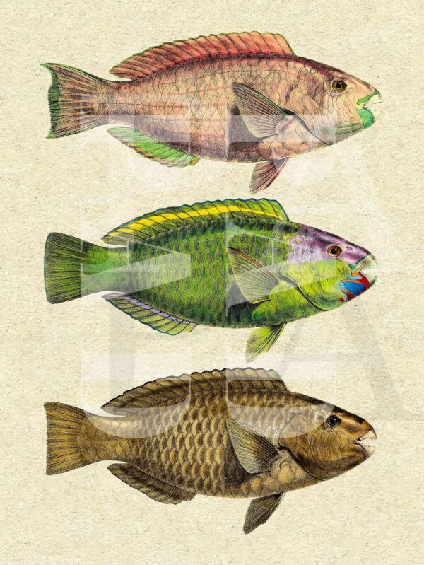 Colorful Vintage Parrotfish - Image 2